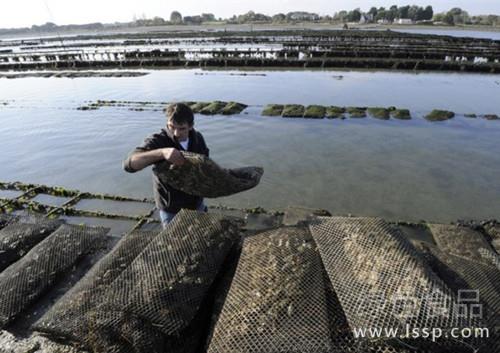 The benefit of oyster culture in tidal flat is good. Key points of high-yield vertical culture of oyster.