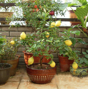 What about the fruit drop of potted lemon?