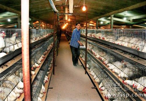 The damage of breeding eggs affects the income of raising chickens how to prevent and cure the broken eggs of caged broilers