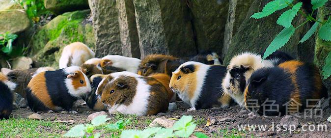 Introduction to guinea pig breeding technology: low cost and low technical difficulty