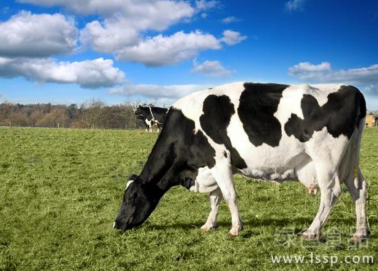 How to prevent and treat Milk Edema in Dairy cows due to Milk Edema caused by Breast Edema