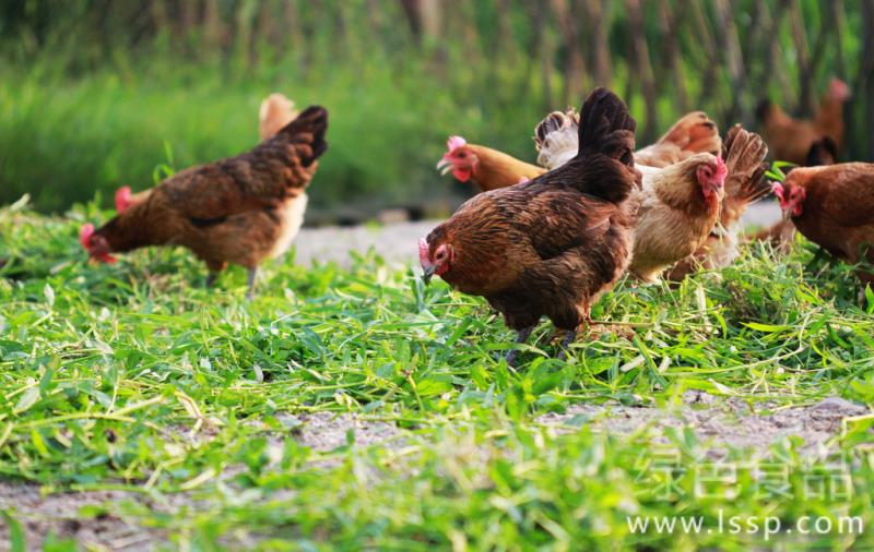 Green fodder to promote chicken growth and development matters needing attention in feeding green fodder to chickens