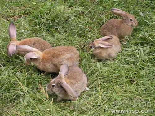 Prevention and treatment of common diseases of rabbits in winter with colds, pneumonia, diarrhea, scabies and constipation