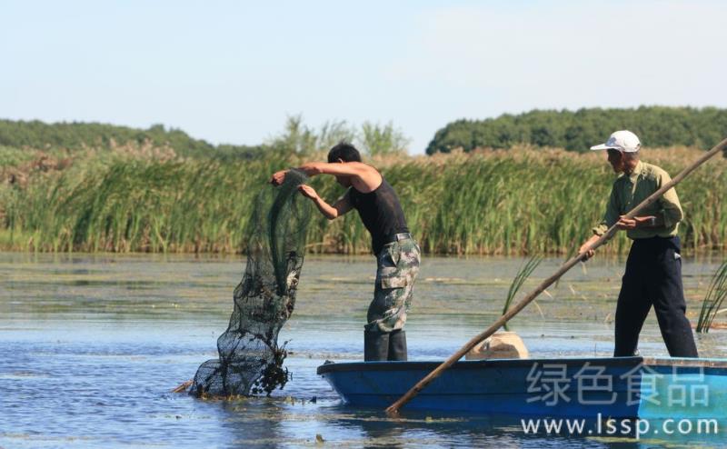 How to optimize the fatness of river crab three management measures for river crab fattening