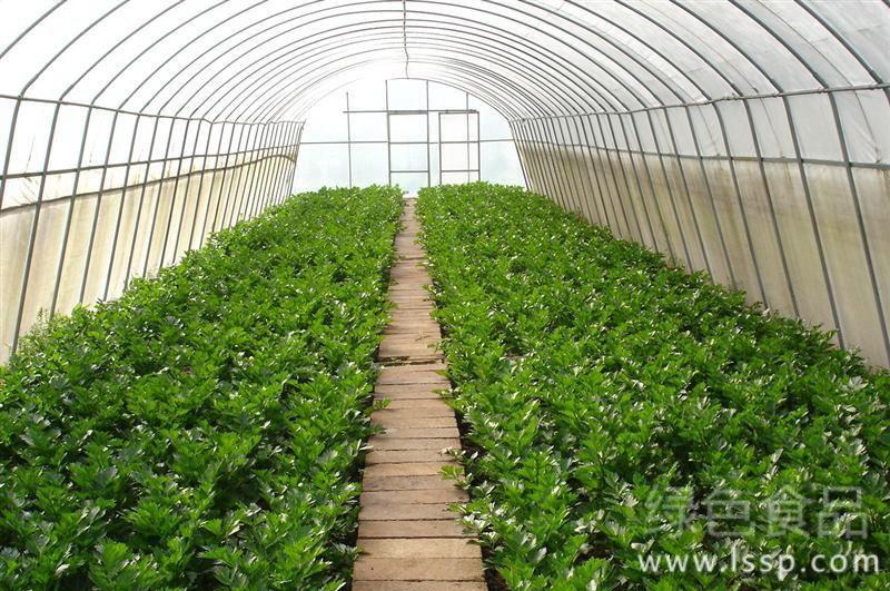 Six mistakes that vegetable farmers are prone to change the film in greenhouses