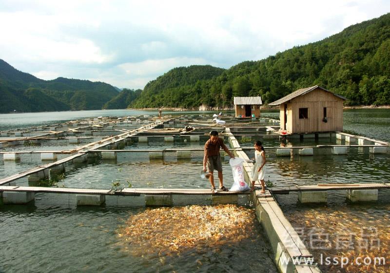 How to prevent perishable fish skin from rotting in cage culture