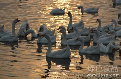 Technical essentials of fattening winter geese to catch up with the Spring Festival listing