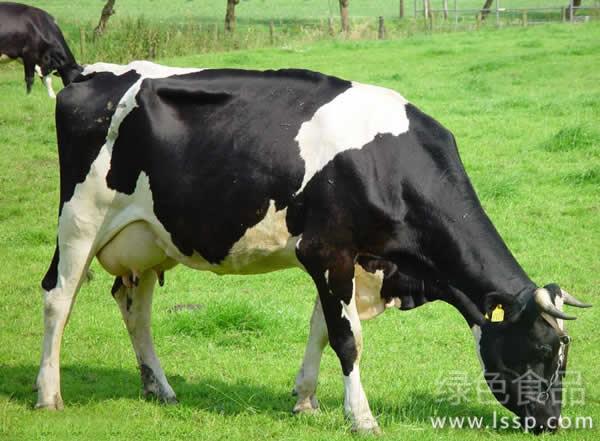 Five measures for heatstroke prevention and cooling of dairy cows prone to heat stress under high temperature