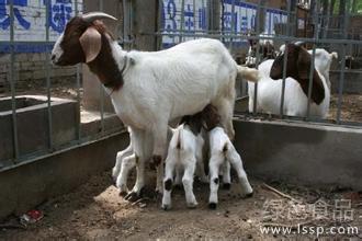 Reasonable feeding methods of ewes in the third trimester of pregnancy