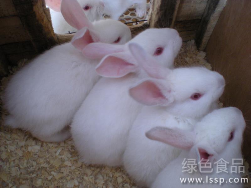 High temperature in summer is not suitable for long-haired rabbits how to manage long-haired rabbits in summer