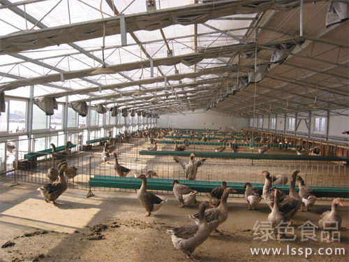 How to feed captive geese economically and economically