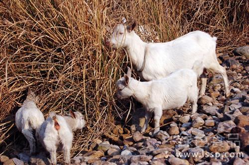 Prevention and treatment of white muscle disease in lambs with weak limbs and lying on bow back