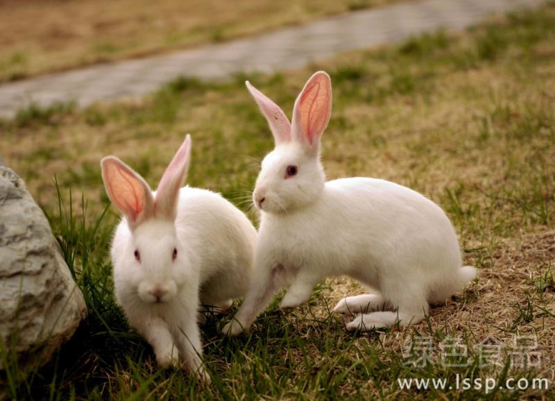 Five taboos of immune injection in healthy rabbits can be brought about by reasonable immunization.