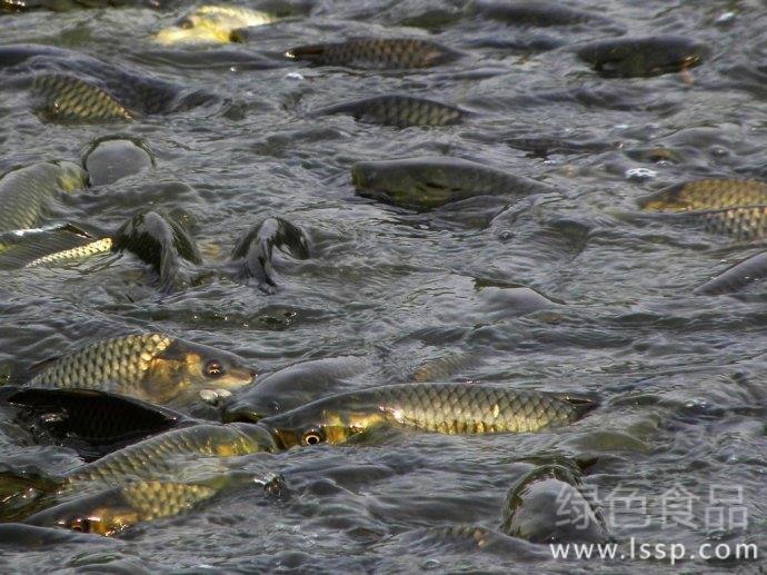 How to manage fish ponds in plum rainy season aquaculture disaster season