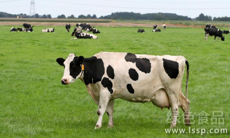 How to prevent and treat Postpartum Breast Edema in Dairy cows