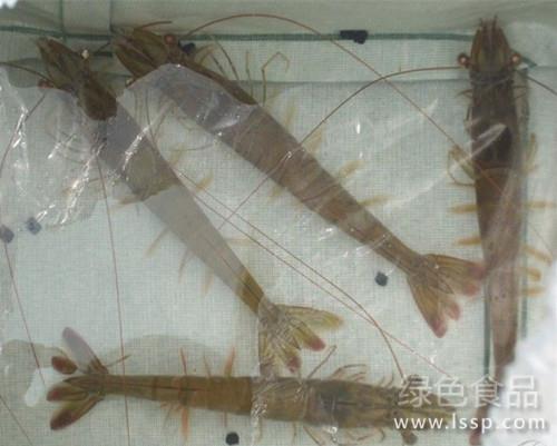 8 key points of safe overwintering of parent shrimp with good breeding benefit and high reproductive benefit