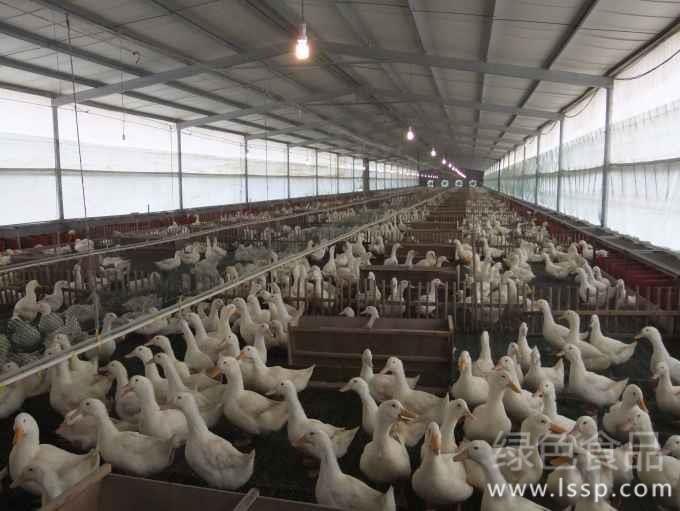 How to raise ducks with greenhouse scaffolding with less epidemic disease and high benefit?