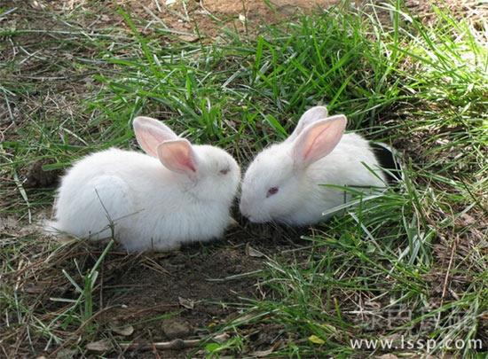 Key points of feeding and management of young rabbits with weak physique, poor disease resistance and easy to die