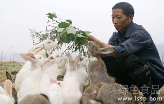 Nutrition without side effects to prevent rabbit herd diseases with grass substitute medicine