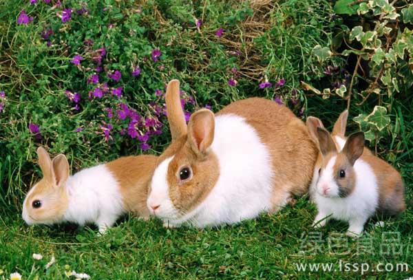 Lactation female rabbits need to increase lactation how to manage lactation female rabbits well