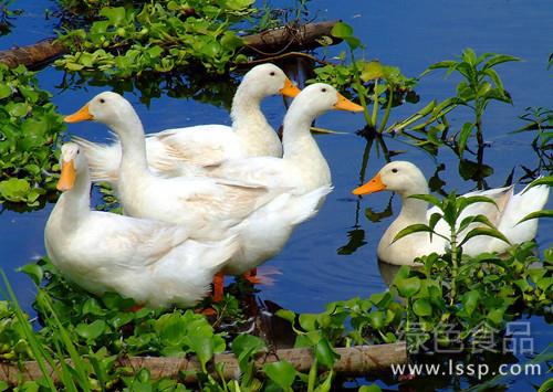 Main points of improving the quality of Meat Duck by keeping Heat and preventing Disease, increasing Light and preventing feather pecking in Winter