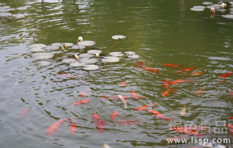 High temperature Fish Pond Diseases occur frequently in Summer how to manage Summer Fish Pond