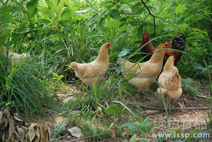 The native chicken is more popular than the feed chicken. The new technology has high benefit in raising native chicken.