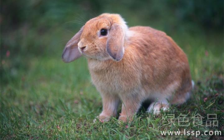 Severe mastitis causes the death of female rabbits. How to prevent female mastitis?