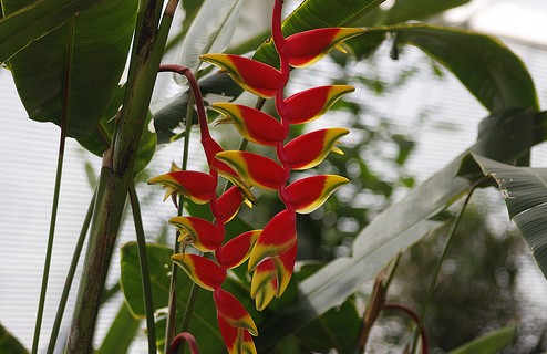 How to cultivate weeping Firebird and Banana