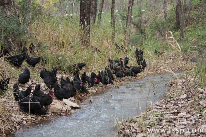 How to use woodland scale for stocking black-bone chickens that are not suitable for online breeding