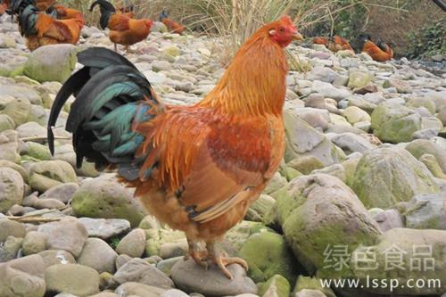 Feed chicken feed single meat quality difference how to improve chicken meat quality