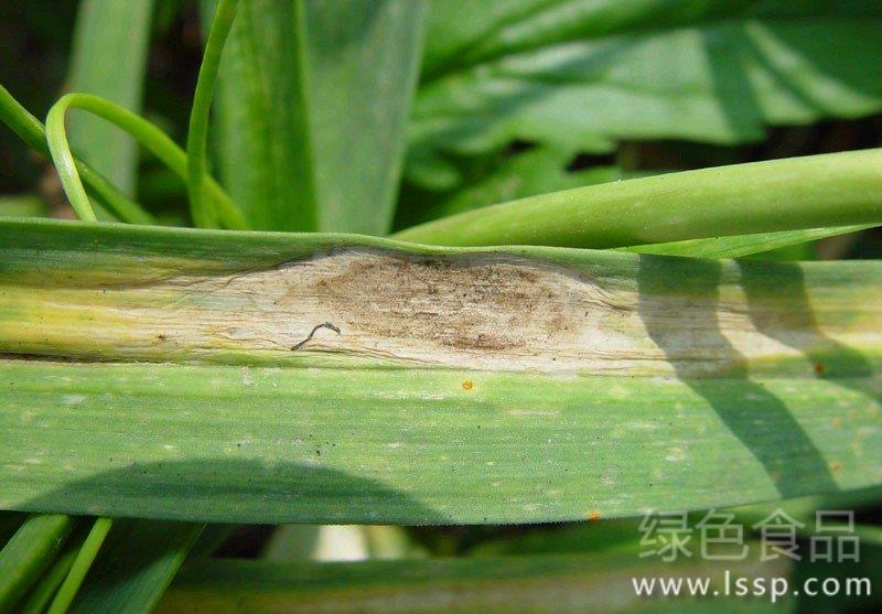 Control methods of garlic leaf blight from green to brown to yellow