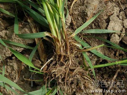 How to Control Wheat Root Rot by Root Rot and Stem wilt Leaf Yellow