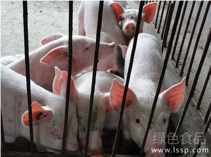 The main points of raising pigs in winter: strengthening cold protection and warmth