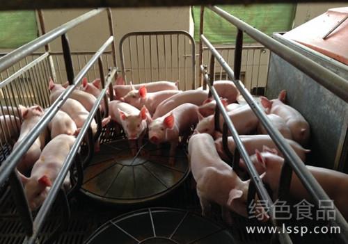 Weaning stress of piglets need to learn the feeding method of weaned piglets