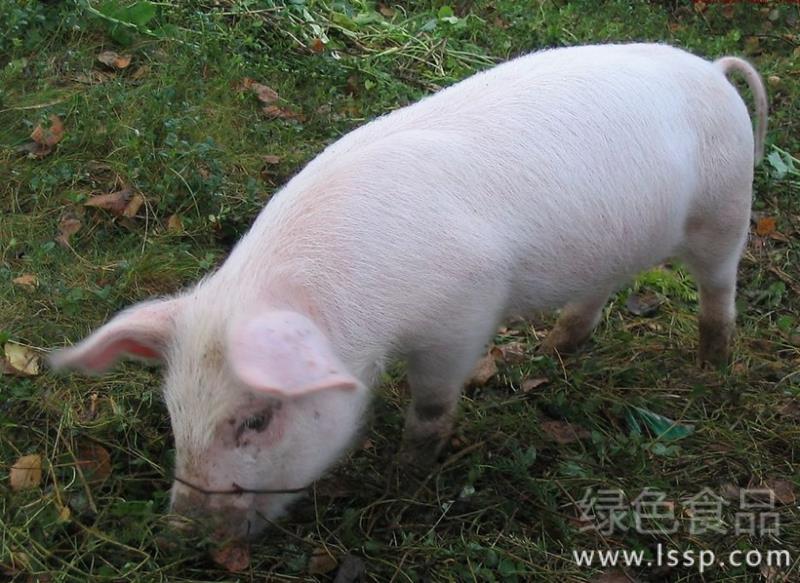 How to treat stubborn diarrhea of piglets with high incidence of diarrhea and high mortality