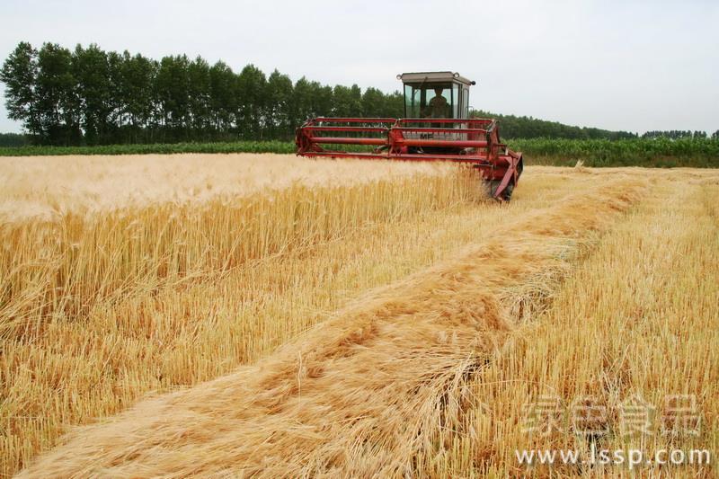 High-yielding cultivation techniques of drought-resistant and Cold-tolerant Wheat