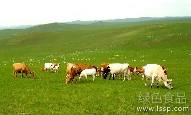 Great temperature changes in autumn and a bumper harvest of crops do not allow cattle and sheep to eat five kinds of forage