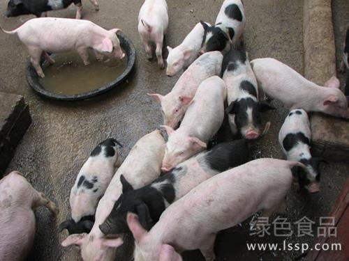 It is difficult to raise pigs in winter, but the benefit is good. How to best manage fattening pigs?