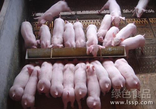 Prolapse of rectum in pigs can not recover how to prevent and cure prolapse of anus in pigs