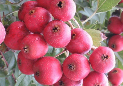 How about planting Hawthorn trees at home? can you graft apple trees?