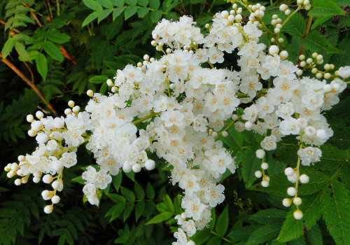 How to water the rotten root of Pearl Plum and how to deal with it