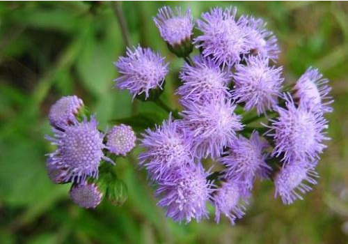 What is the medicinal value of how to raise thistle?