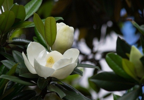 When does Magnolia blossom and its leaves turn yellow?