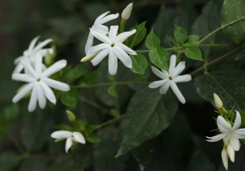 What is the reason why Mao jasmine does not bloom? how to prune?