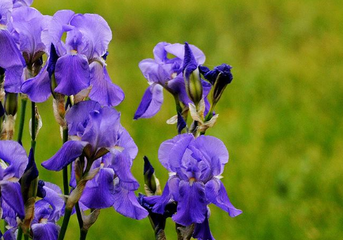 The difference between German Iris and Iris after several years of planting