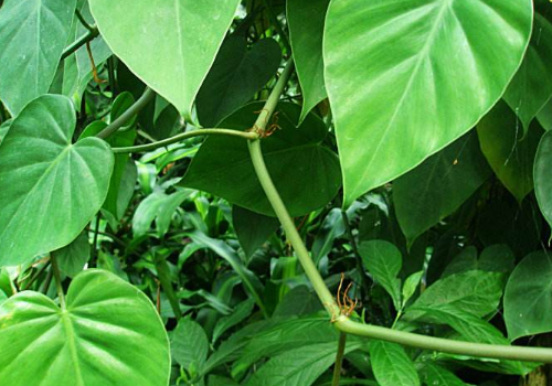 The method of climbing supported by the heart leaf vine how to lose the leaves?