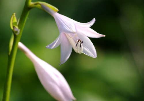 The flowering period of the hairpin flower is several months of planting methods and matters needing attention.