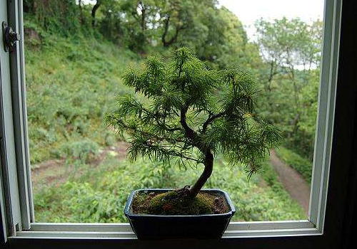 Is it suitable for raising Cunninghamia lanceolata in the house? points for attention