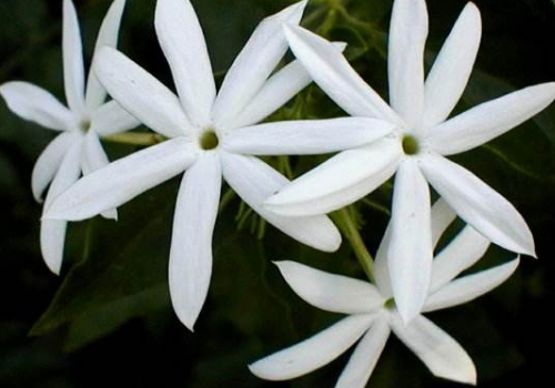 The solution of how to raise common insect pests in Maojasmine